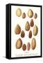 Variety of Almonds-null-Framed Stretched Canvas