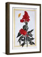 Variety of Amaranthus, C.1766-Pierre-Joseph Buchoz-Framed Giclee Print