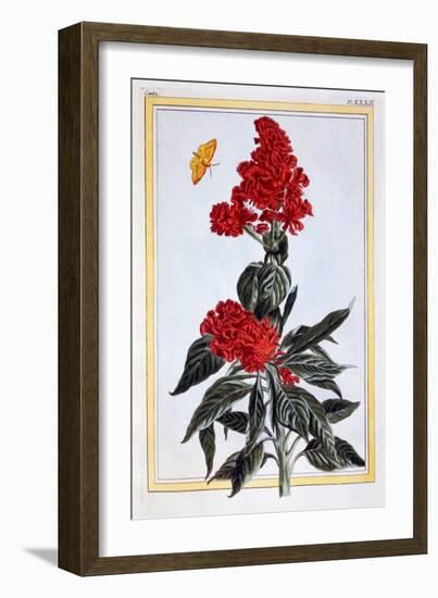 Variety of Amaranthus, C.1766-Pierre-Joseph Buchoz-Framed Giclee Print