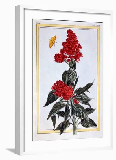 Variety of Amaranthus, C.1766-Pierre-Joseph Buchoz-Framed Giclee Print