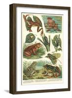 Variety of Amphibians-null-Framed Art Print