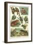 Variety of Amphibians-null-Framed Art Print