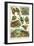 Variety of Amphibians-null-Framed Art Print