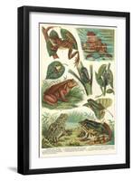 Variety of Amphibians-null-Framed Art Print