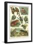 Variety of Amphibians-null-Framed Art Print