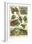 Variety of Amphibians-null-Framed Art Print