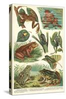 Variety of Amphibians-null-Stretched Canvas