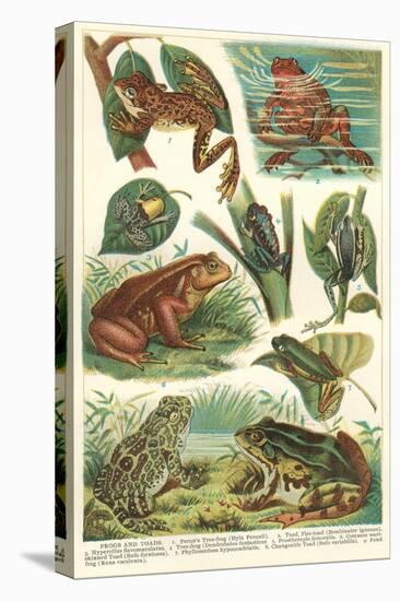 Variety of Amphibians-null-Stretched Canvas