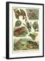 Variety of Amphibians-null-Framed Art Print