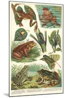 Variety of Amphibians-null-Mounted Art Print