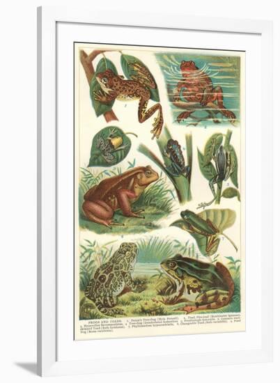 Variety of Amphibians-null-Framed Art Print