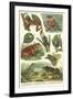 Variety of Amphibians-null-Framed Art Print