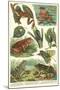 Variety of Amphibians-null-Mounted Art Print
