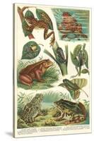 Variety of Amphibians-null-Stretched Canvas