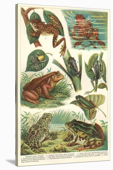 Variety of Amphibians-null-Stretched Canvas