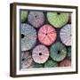 Variety of Colorful Sea Urchins on Wet Sand-Dimitrios-Framed Photographic Print