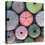 Variety of Colorful Sea Urchins on Wet Sand-Dimitrios-Stretched Canvas