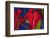 Variety of Cut Red Anthurium Flowers against Blue Background-Timothy Hearsum-Framed Photographic Print