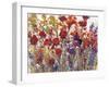 Variety of Flowers I-Tim O'toole-Framed Art Print