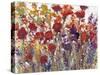 Variety of Flowers I-Tim O'toole-Stretched Canvas