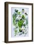 Variety of Green Vegetables Produce on Rustic White Background from Overhead, Broccoli, Celery, Avo-Daxiao Productions-Framed Photographic Print