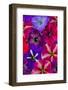 Variety of Petunia flowers in pattern, Sammamish, Washington State.-Darrell Gulin-Framed Photographic Print