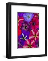 Variety of Petunia flowers in pattern, Sammamish, Washington State.-Darrell Gulin-Framed Photographic Print