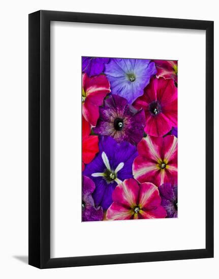 Variety of Petunia flowers in pattern, Sammamish, Washington State.-Darrell Gulin-Framed Photographic Print