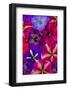 Variety of Petunia flowers in pattern, Sammamish, Washington State.-Darrell Gulin-Framed Photographic Print