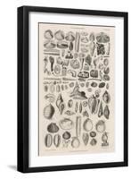 Variety of Sea Shells-null-Framed Art Print