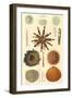 Variety of Sea Urchins, 1849-null-Framed Giclee Print