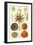 Variety of Sea Urchins, 1849-null-Framed Giclee Print