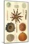 Variety of Sea Urchins, 1849-null-Mounted Giclee Print