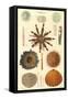 Variety of Sea Urchins, 1849-null-Framed Stretched Canvas