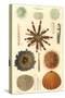 Variety of Sea Urchins, 1849-null-Stretched Canvas