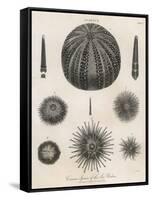 Variety of Sea Urchins-J. Chapman-Framed Stretched Canvas