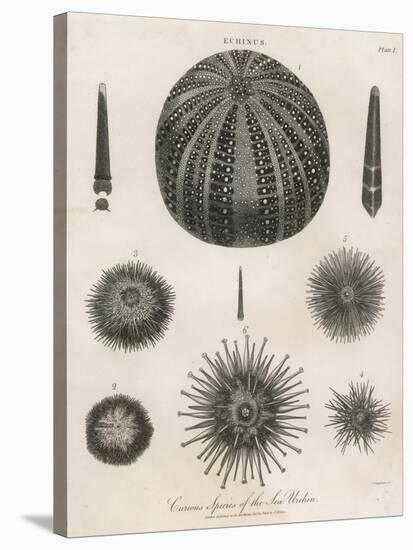 Variety of Sea Urchins-J. Chapman-Stretched Canvas