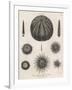 Variety of Sea Urchins-J. Chapman-Framed Art Print