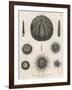 Variety of Sea Urchins-J. Chapman-Framed Art Print