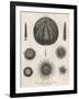 Variety of Sea Urchins-J. Chapman-Framed Art Print