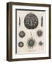 Variety of Sea Urchins-J. Chapman-Framed Art Print