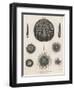 Variety of Sea Urchins-J. Chapman-Framed Art Print