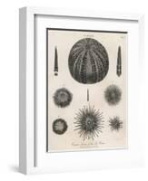 Variety of Sea Urchins-J. Chapman-Framed Art Print