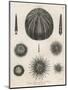 Variety of Sea Urchins-J. Chapman-Mounted Art Print