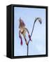 Variety of Slipper orchid 'Paphiopedilum'-Julie Eggers-Framed Stretched Canvas