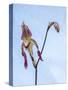 Variety of Slipper orchid 'Paphiopedilum'-Julie Eggers-Stretched Canvas