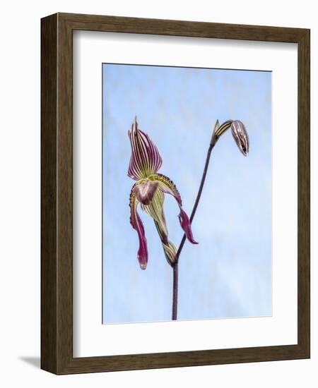 Variety of Slipper orchid 'Paphiopedilum'-Julie Eggers-Framed Photographic Print