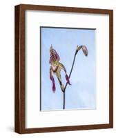 Variety of Slipper orchid 'Paphiopedilum'-Julie Eggers-Framed Photographic Print