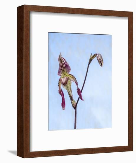 Variety of Slipper orchid 'Paphiopedilum'-Julie Eggers-Framed Photographic Print