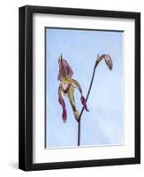 Variety of Slipper orchid 'Paphiopedilum'-Julie Eggers-Framed Photographic Print